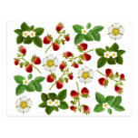 Wild Strawberries Postcard