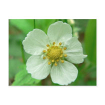 Wild Strawberry Flower postcards by lifesphere Wild Strawberry Flower postcards