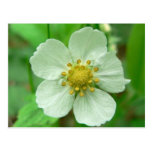 Wild Strawberry Flower Postcard