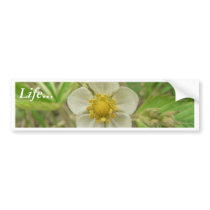 Wild Strawberry Flower Yellow Flower bumper stickers by lifesphere Wild Strawberry Flower Yellow Flower bumper stickers