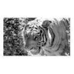 Wild Striped Tiger Black and White Business Cards