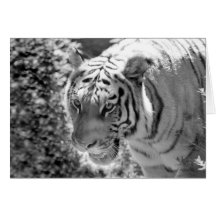 Wild Striped Tiger Black and White Cards