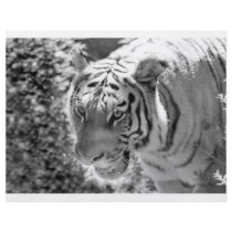 Wild Striped Tiger Black and White Flyers