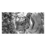 Wild Striped Tiger Black and White Photo Card