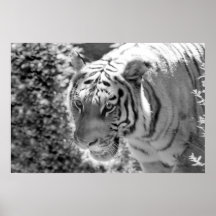 Wild Striped Tiger Black and White Poster