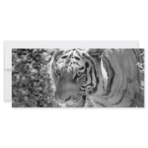 Wild Striped Tiger Black and White Rack Card Design