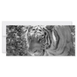 Wild Striped Tiger Black and White Rack Card Design