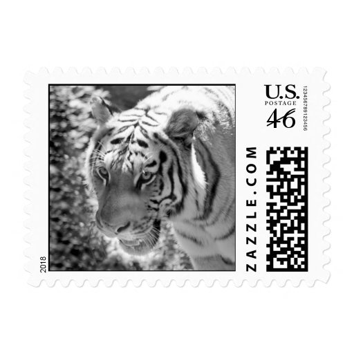 Wild Striped Tiger Black and White Stamps