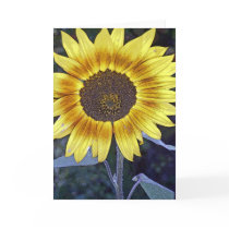 Wild Sunflower cards