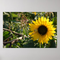 Wild Sunflower Poster