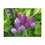 Wild Sweet Peas, Unalaska Island postcards