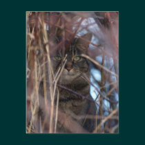 Wild Tabby Cat Demotivational Animal Postcard postcards