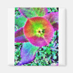 Wild Thing - Neon Colours Magnets