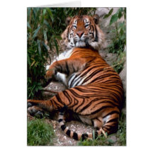 Wild Tiger Print collection Greeting Cards