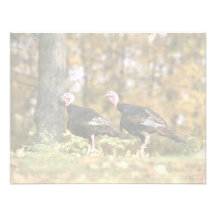 Wild turkey announcements