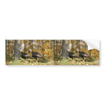 Wild turkey bumper stickers