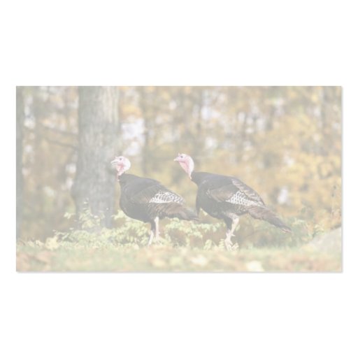 Wild turkey business card templates (back side)