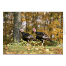 Wild turkey cards