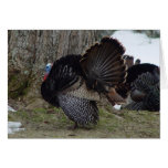 Wild Turkey Card