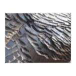 Wild Turkey Feathers Canvas Print