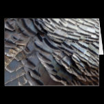 Wild Turkey Feathers Nature Card