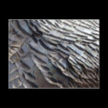 Wild Turkey Feathers Nature Postcard