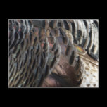 Wild Turkey Feathers Nature Postcard
