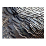 Wild Turkey Feathers Nature Postcard