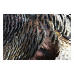 Wild Turkey Feathers Photo Print