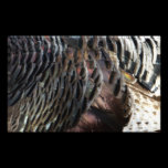 Wild Turkey Feathers Photo Print