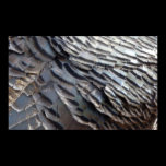 Wild Turkey Feathers Print