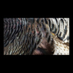 Wild Turkey Feathers Print