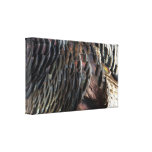 Wild Turkey Feathers Wrapped Canvas Canvas Print