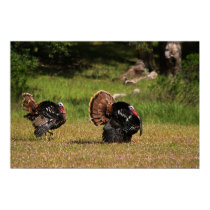 Wild Turkey Gobblers posters