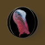 Wild Turkey Head