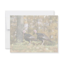 Wild turkey announcements