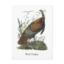 Wild Turkey, John Audubon Post Card