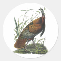 Wild Turkey, John Audubon Stickers