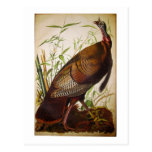 Wild Turkey, John James Audubon Post Card