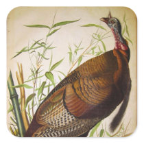 Wild Turkey, John James Audubon Square Stickers