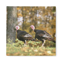 Wild turkey refrigerator magnets