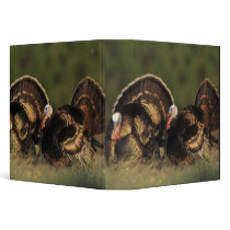 Wild Turkey, Meleagris gallopavo,males Binder