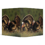 Wild Turkey, Meleagris gallopavo,males binders