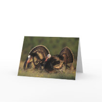 Wild Turkey, Meleagris gallopavo,males Card