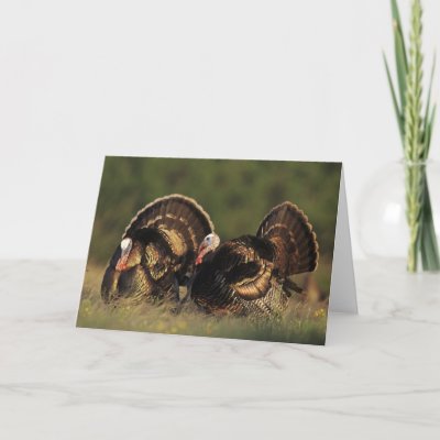 Wild Turkey, Meleagris gallopavo,males Card
