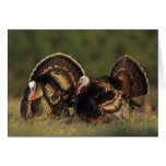 Wild Turkey, Meleagris gallopavo,males Card
