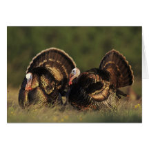 Wild Turkey, Meleagris gallopavo,males Card