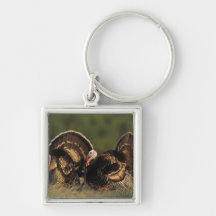 Wild Turkey, Meleagris gallopavo,males Keychain
