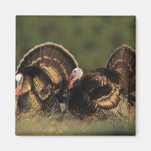 Wild Turkey, Meleagris gallopavo,males Refrigerator Magnets