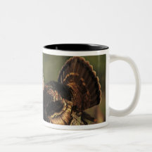 Wild Turkey, Meleagris gallopavo,males Mugs